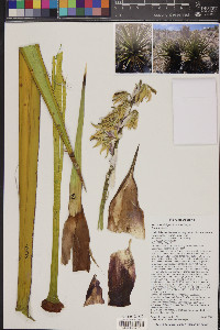 Yucca schidigera image