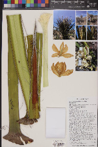 Yucca schidigera image