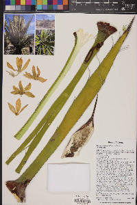 Yucca schidigera image