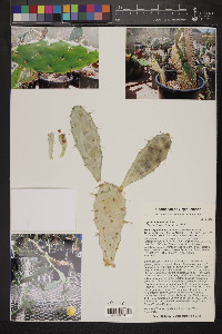 Opuntia triacantha image