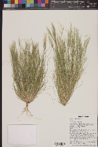 Aristida adscensionis image