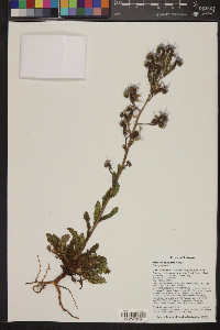 Phacelia crenulata image