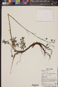 Delphinium scaposum image