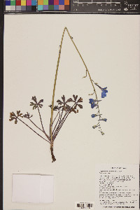 Delphinium scaposum image