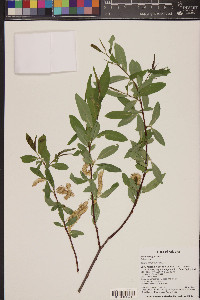 Salix laevigata image