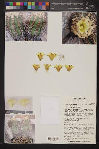 Copiapoa fiedleriana image