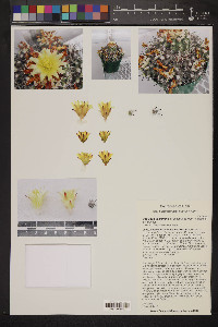 Copiapoa fiedleriana image