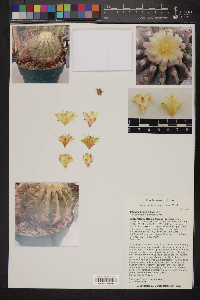 Image of Copiapoa krainziana