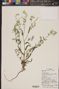 Cryptantha barbigera image