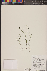 Galium proliferum image