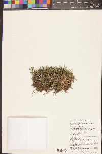 Selaginella mutica image