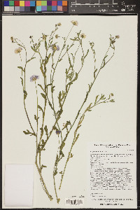 Erigeron lobatus image