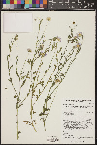 Erigeron lobatus image