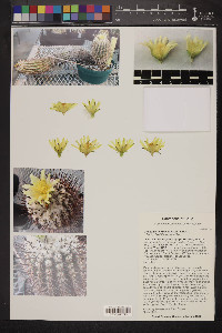 Copiapoa marginata image