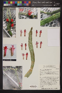 Aporocactus flagelliformis image