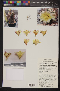 Image of Copiapoa taltalensis