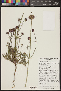 Salvia columbariae image