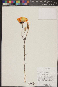 Calochortus kennedyi image