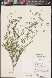 Acmispon rigidus image