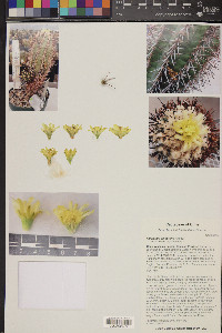 Copiapoa calderana image