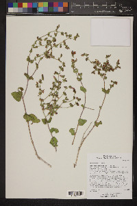 Mirabilis laevis image