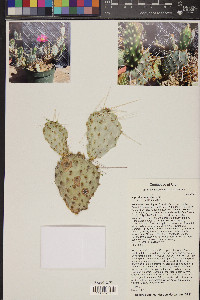 Opuntia pinkavae image