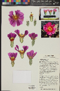 Opuntia pinkavae image