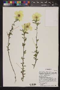 Hibiscus coulteri image