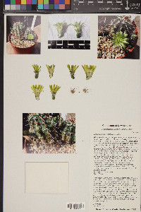 Echinocereus viridiflorus image