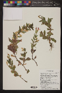 Epilobium canum subsp. latifolium image