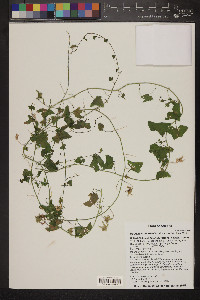 Maurandella antirrhiniflora image