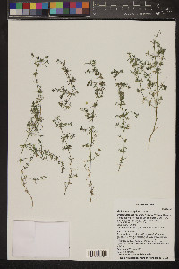 Galium microphyllum image