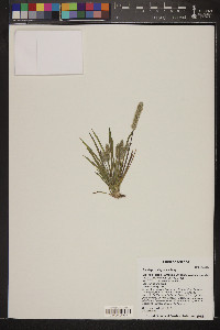 Plantago patagonica image