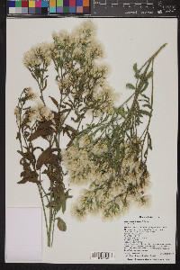 Baccharis salicina image