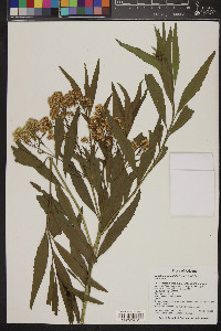 Sarcomphalus obtusifolius image