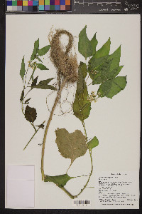 Solanum douglasii image