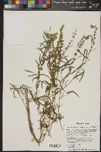 Amaranthus fimbriatus image