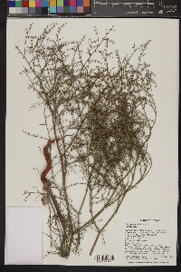 Eriogonum deflexum image