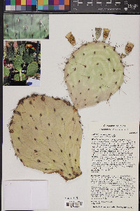 Opuntia macrocentra image