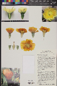 Opuntia macrocentra image