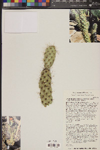 Cylindropuntia wolfii image