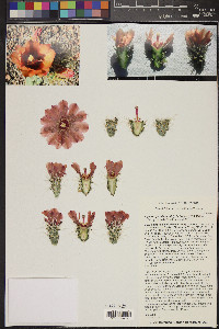 Cylindropuntia wolfii image