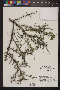 Sarcomphalus obtusifolius image