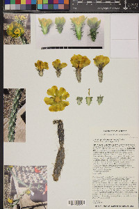 Cylindropuntia abyssi image