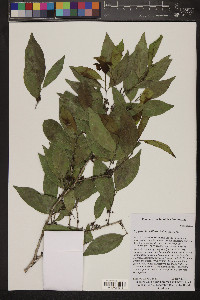 Drypetes lateriflora image