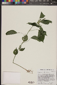 Acalypha setosa image