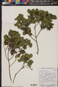 Krugiodendron ferreum image