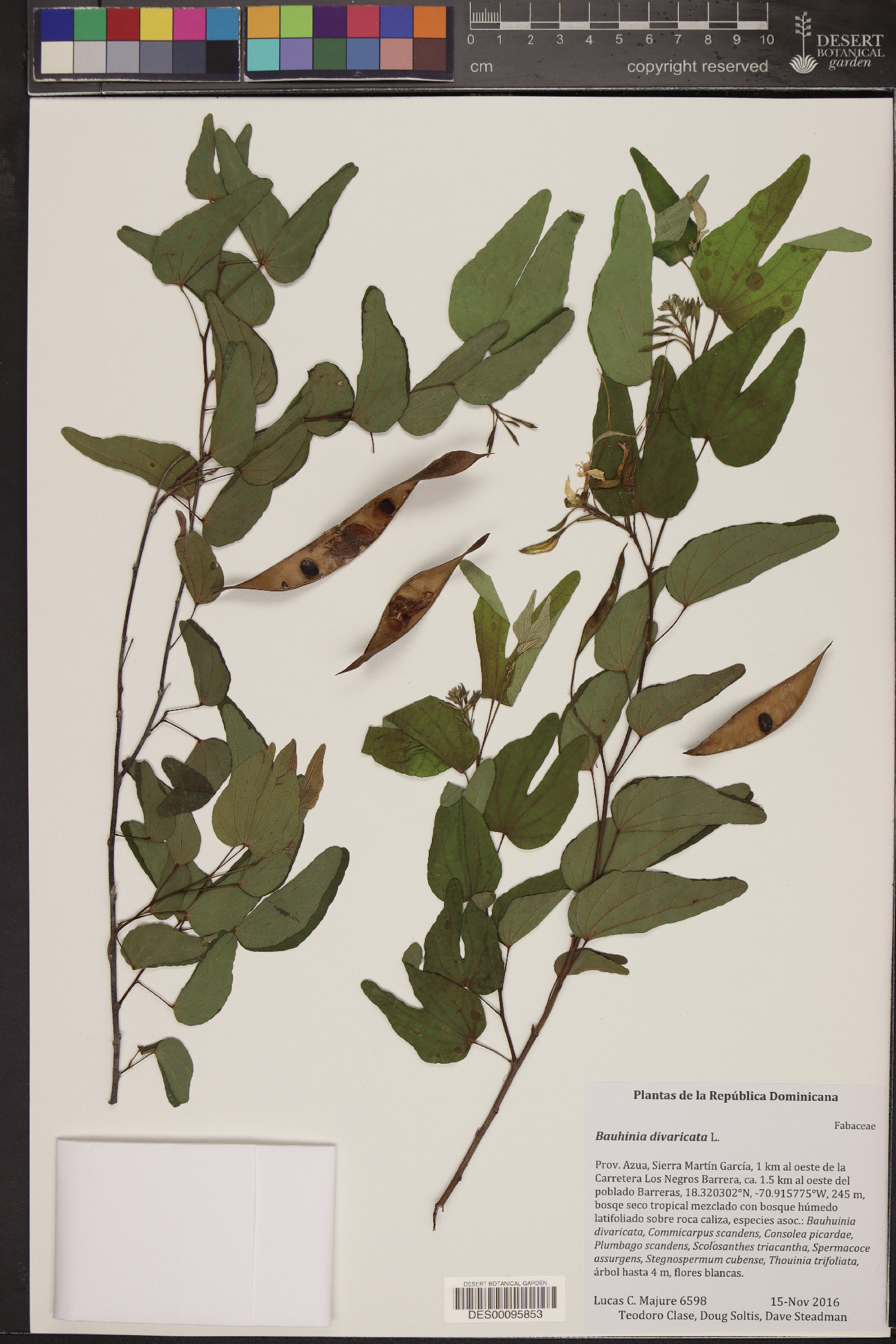 Bauhinia divaricata image