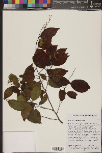 Prunus myrtifolia image