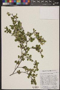 Erythroxylum rotundifolium image